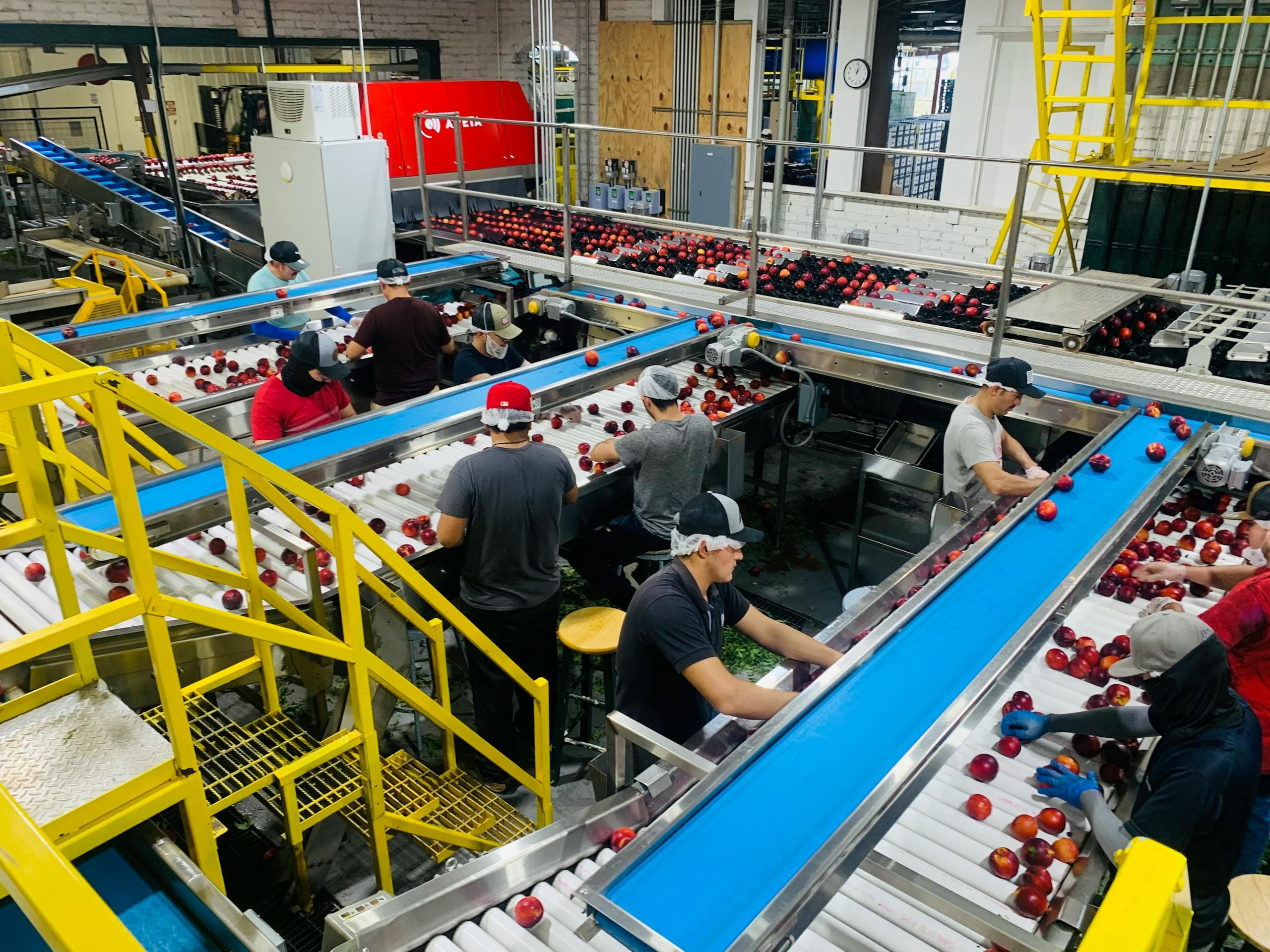 Línea de envasado alimentario con equipo de acero inoxidable e higiene estricta